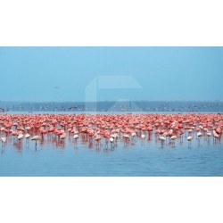 Flamingo Wandbild